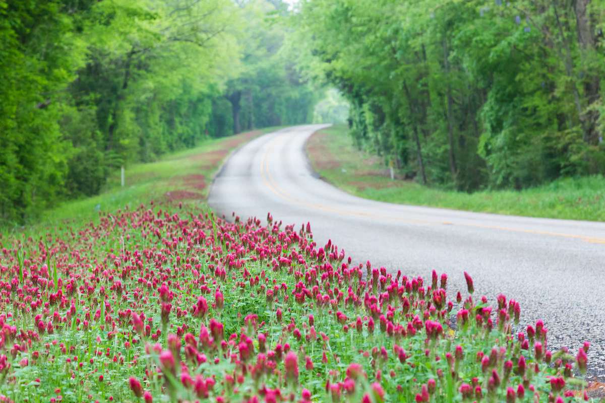 Red wildflower blooms along the road in East Texas