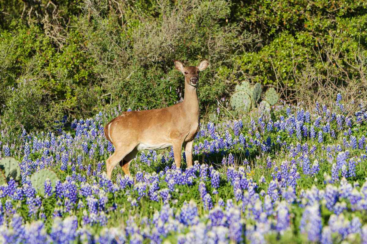 White-tailed Deer Standing in a Field of bluebonnets in Texas's Hill Country