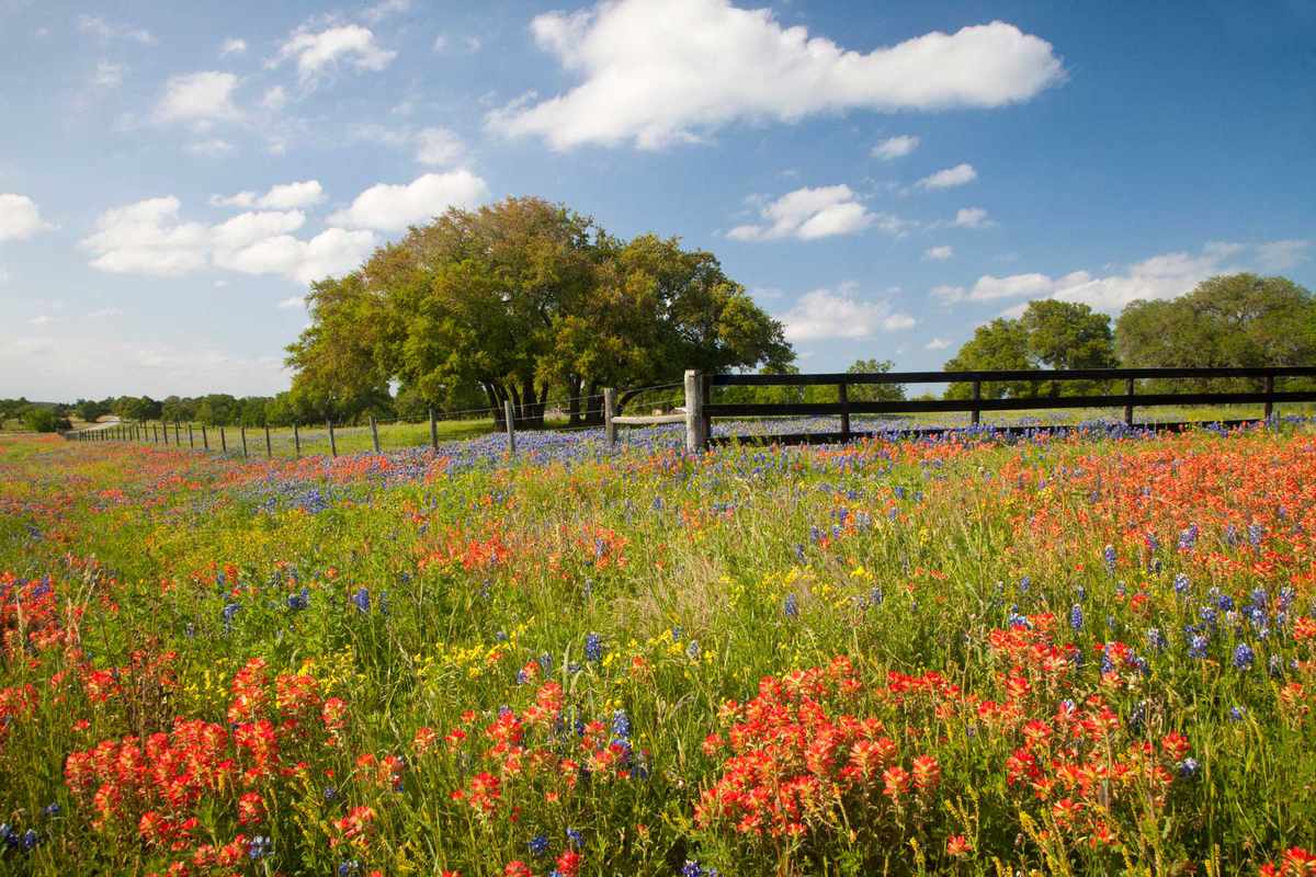 Field of wildflowers during spring in Texas Hill Country