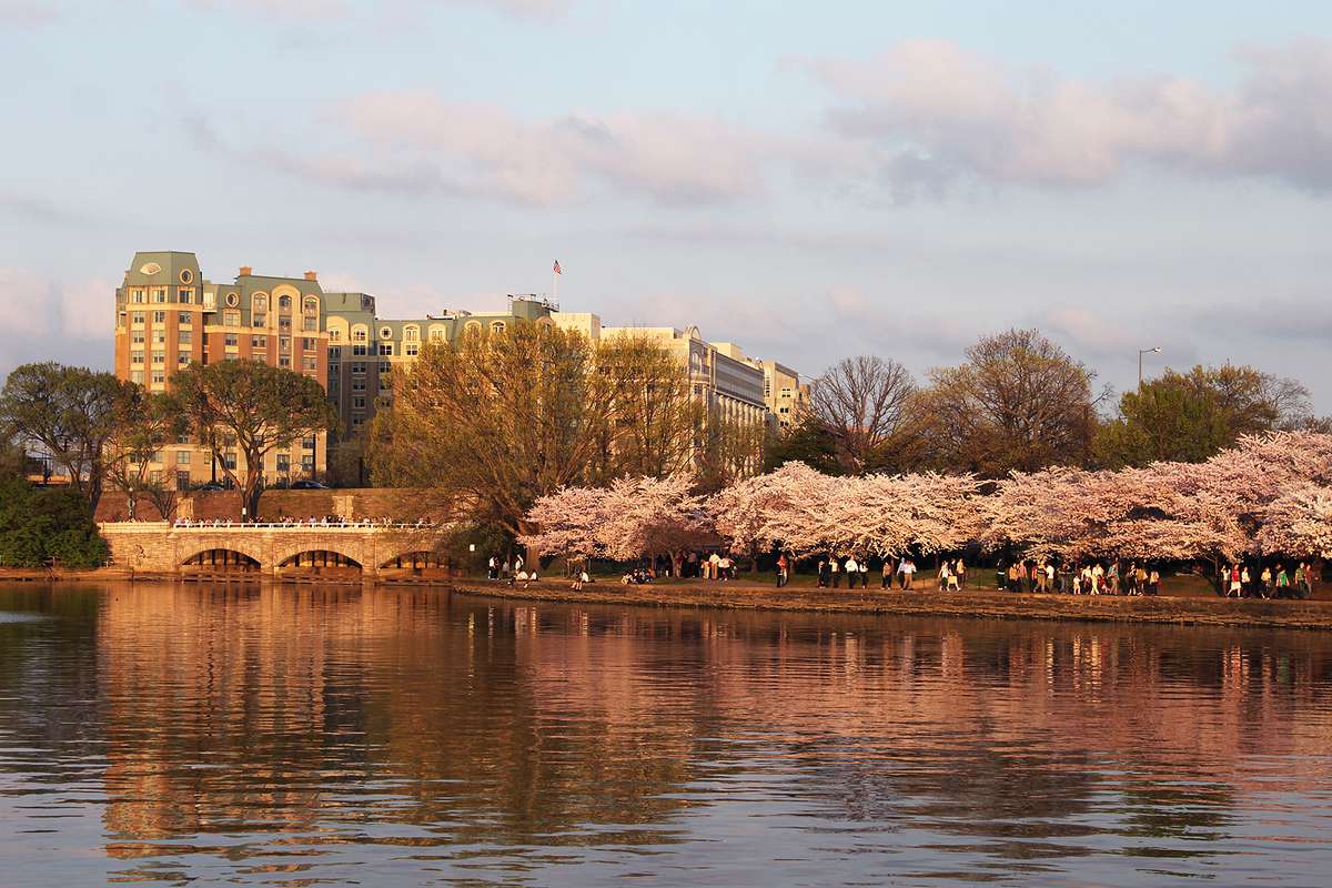 The Mandarin Oriental DC over the Cherry Blossom and Tidal Basin