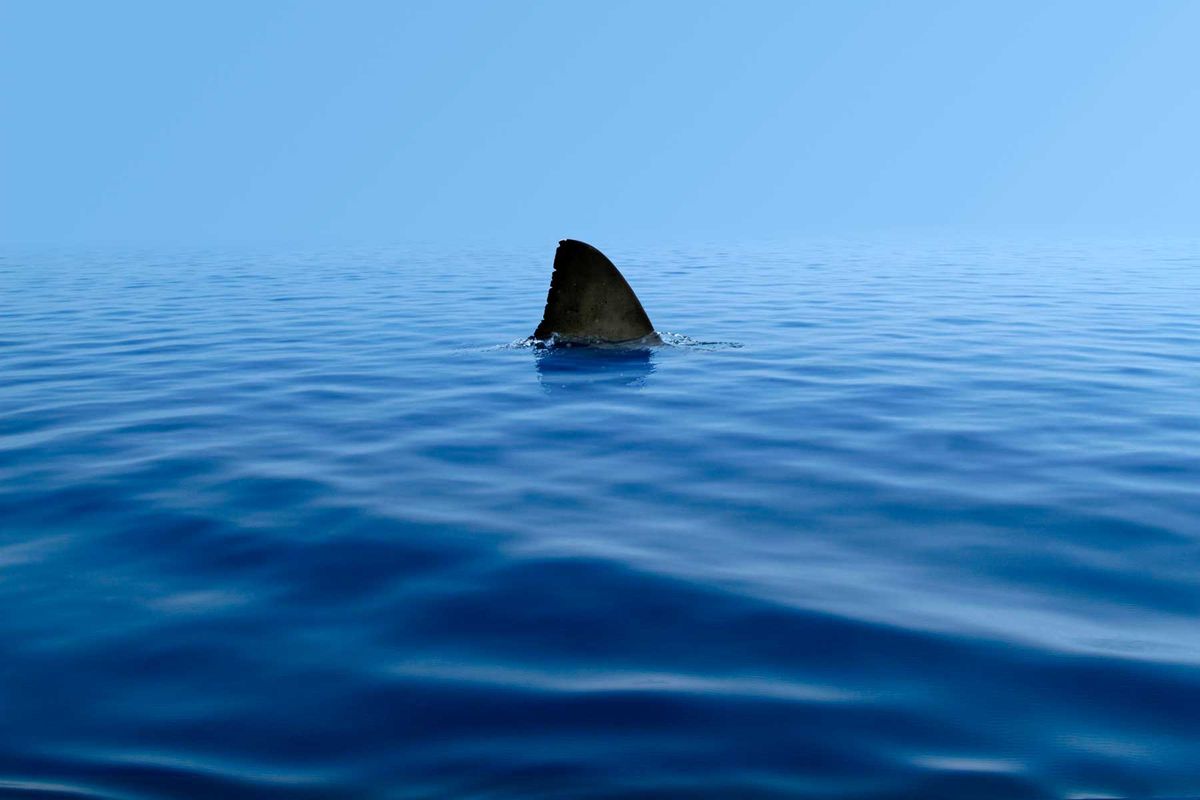 Shark fin above deep blue ocean water