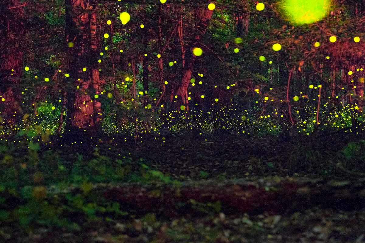 Synchronized Fireflies at Congaree National Park