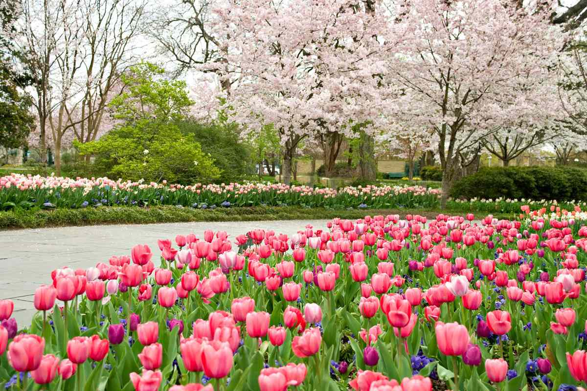 Dallas Arboretum Dallas Blooms event with tulip, cherry blossoms and peacocks
