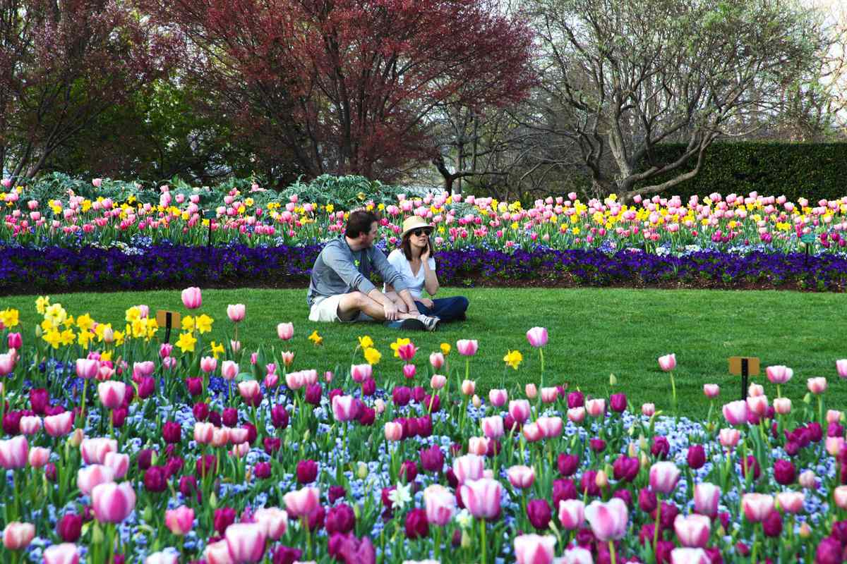 Dallas Arboretum Dallas Blooms event with tulip, cherry blossoms and peacocks