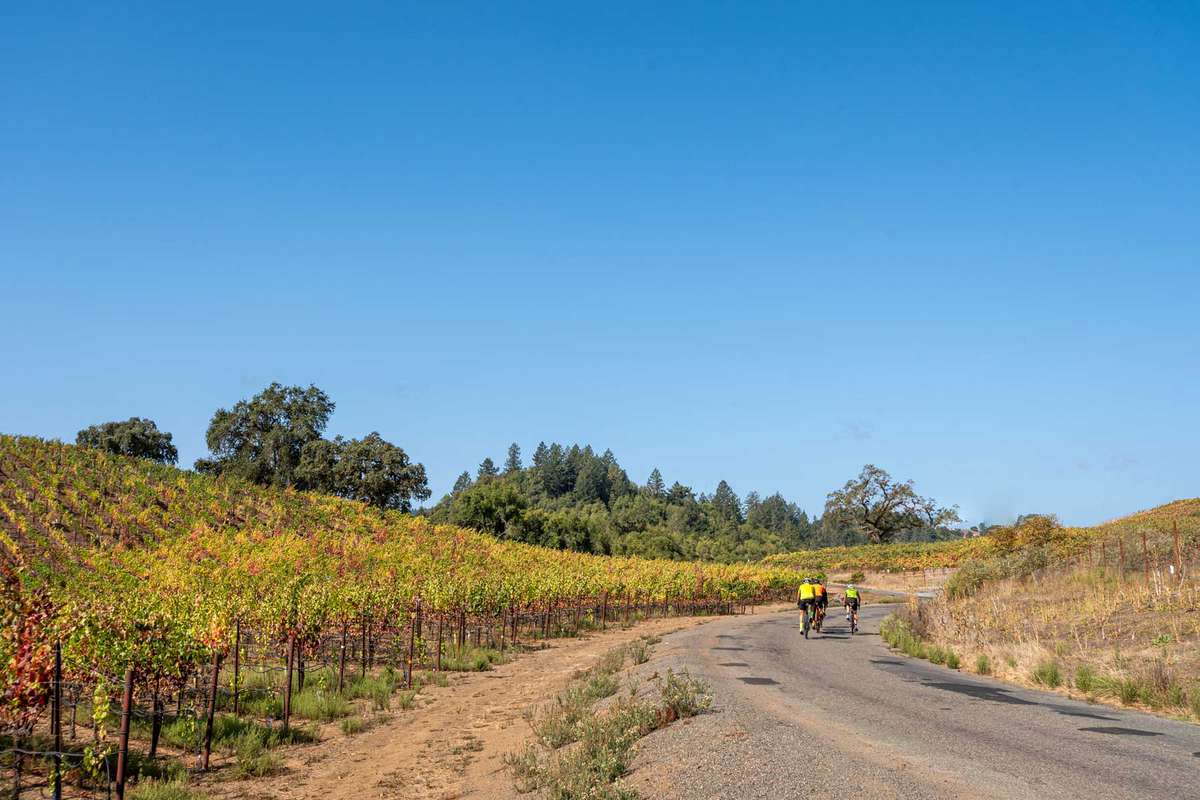 Bicycle riders on a backroad in Sonoma County California.