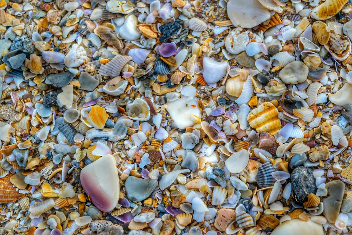 Seashells on New Smyrna Beach