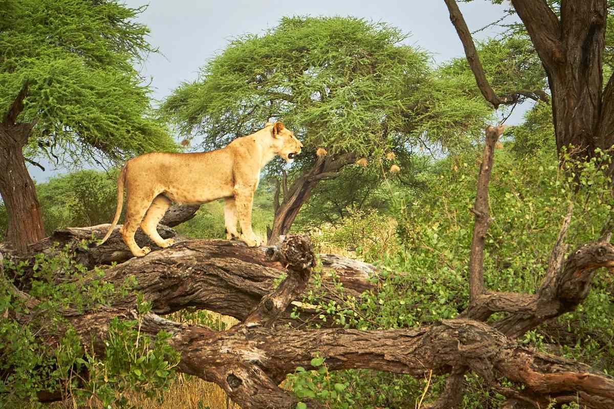 A female lion stands on a tree in Kenya