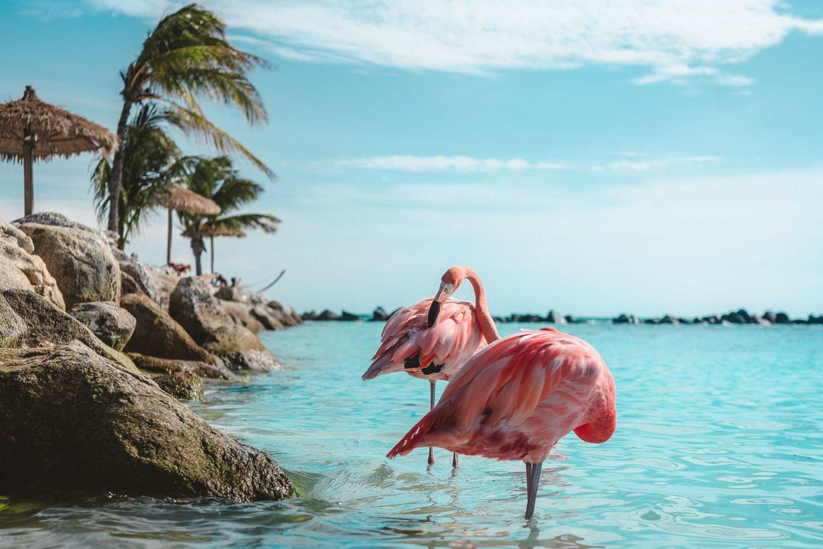 Two pink flamingos standing in clear blue water, Renaissance Island, Aruba