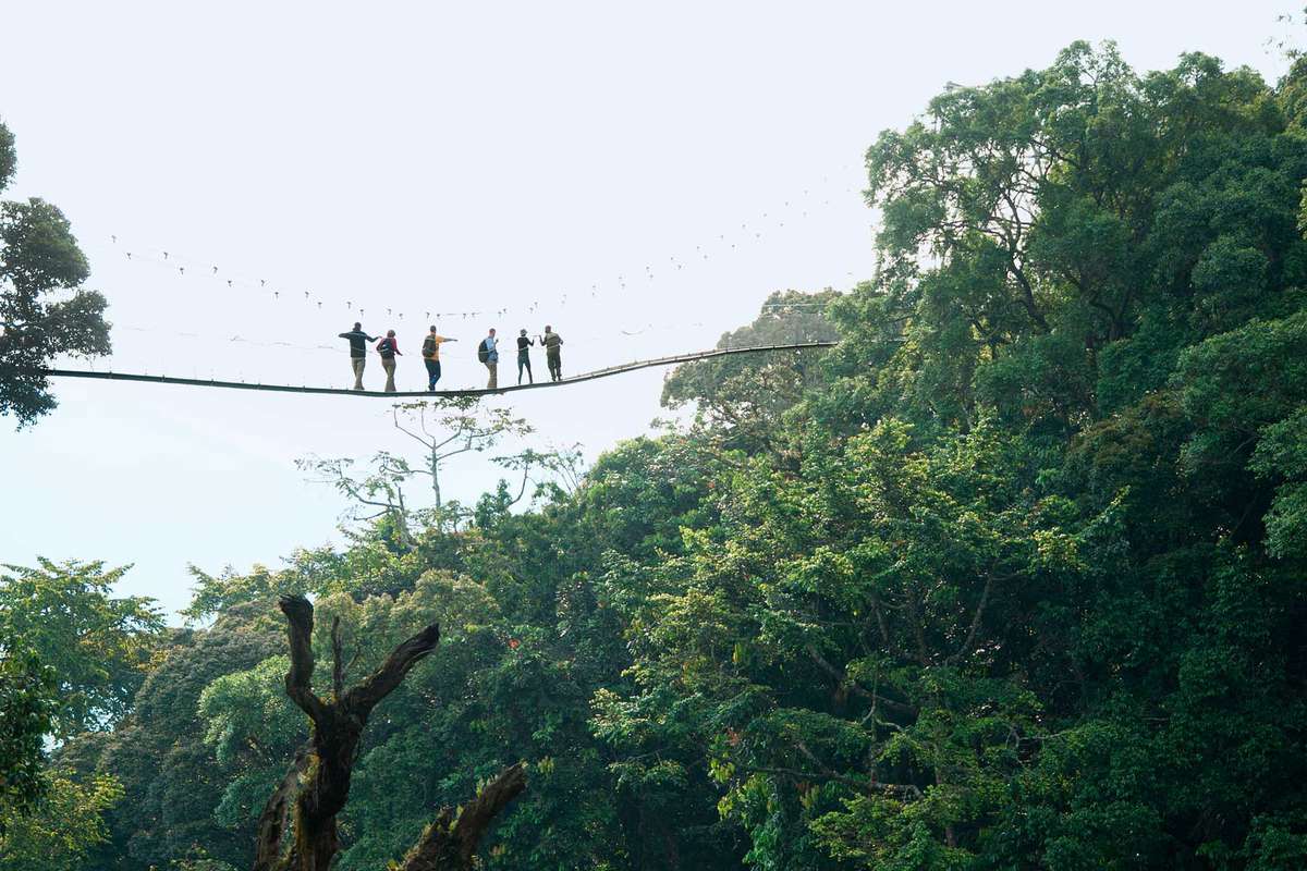 Six people crossing a rope bridge in a green national park in Rwanda.