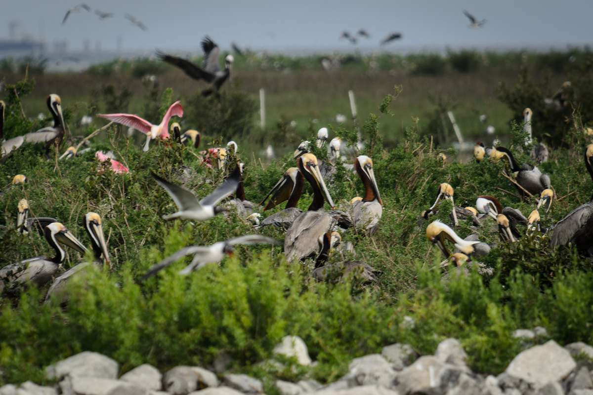 Brown Pelican, Louisiana’s state bird, and the Roseate Spoonbills on Elmers Island