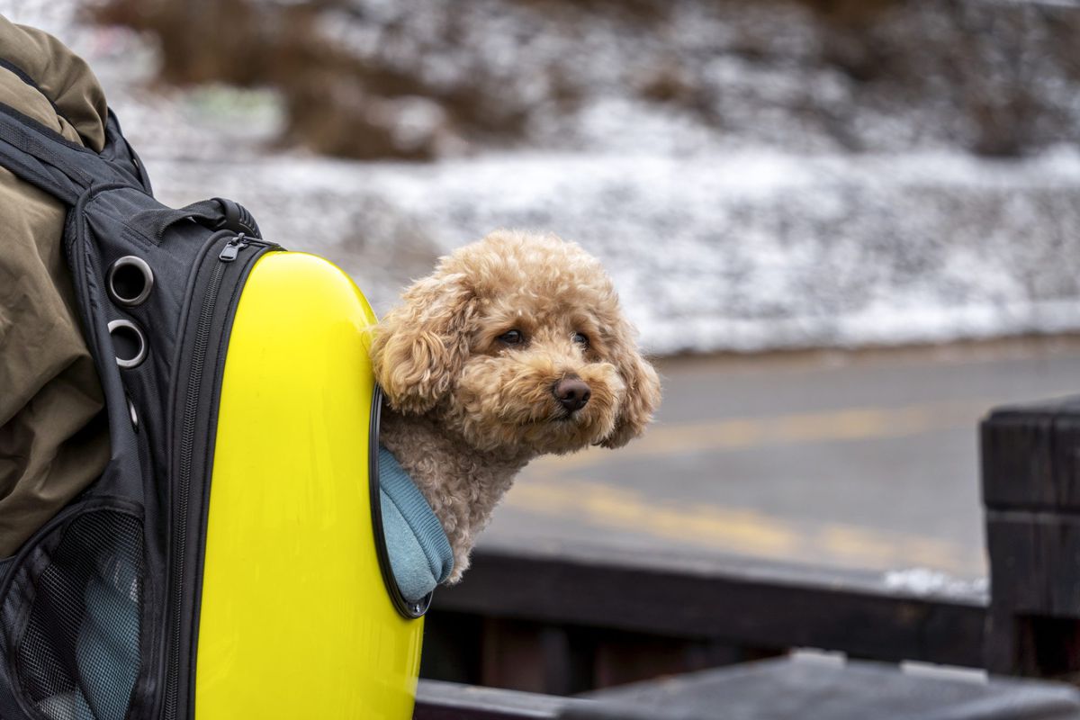 airplane-approved pet carrier