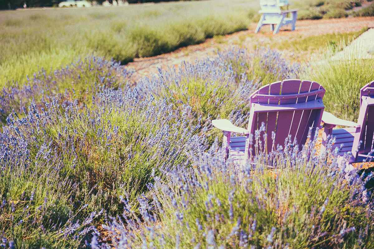 Purple Adirondack chairs in the lavender fields at Lavender By The Bay