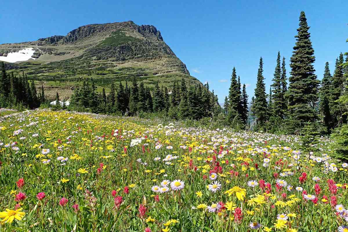 Wildflowers grow at elevation in Glacier National Park, Montana