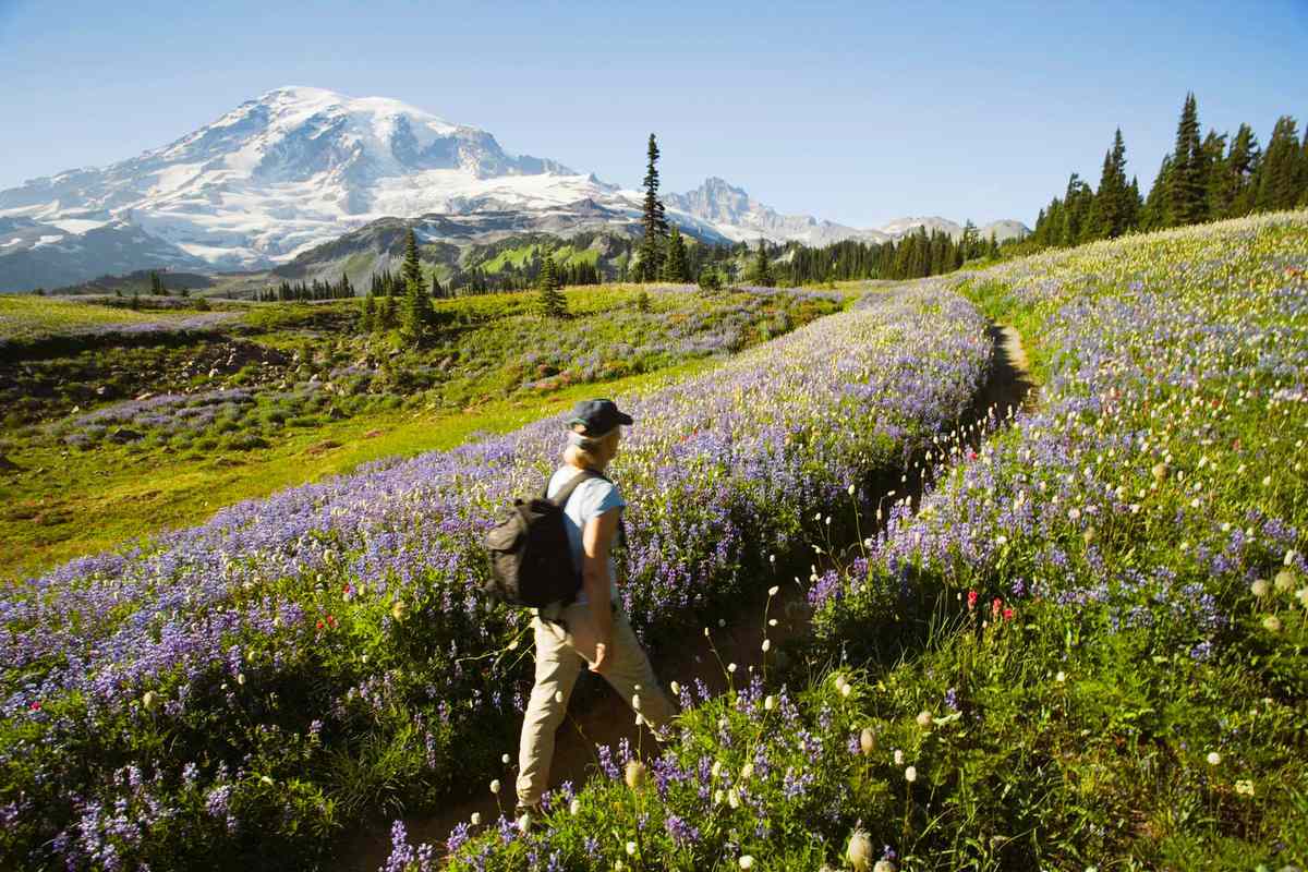 Person walking through flowers are arctic lupine, magenta paintbrush and beargrass in Mount Rainer National Park