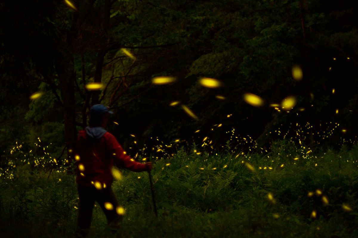 A woman walks in a firefly event