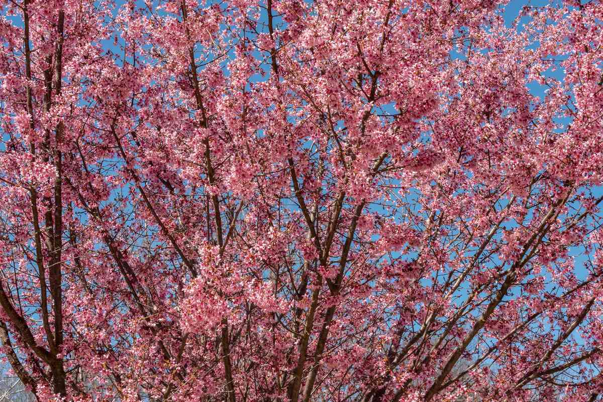 Blooms of cherry blossom trees in Newark, New Jersey