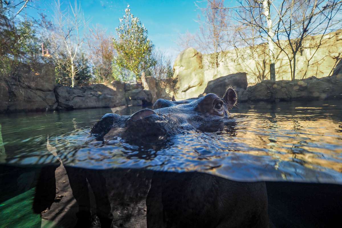 Fiona the hippo is seen at the Cincinnati Zoo and Botanical Gardens