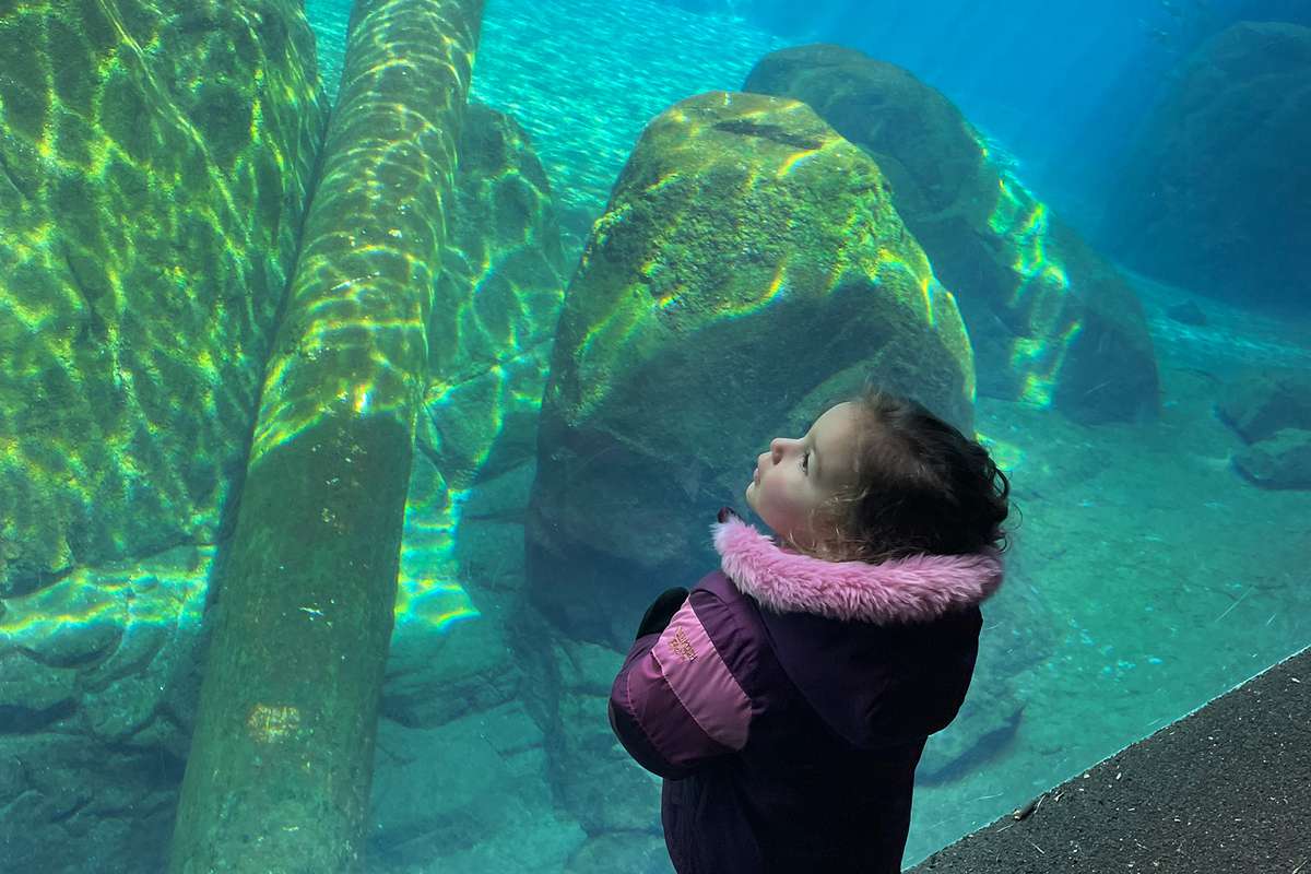 A visitor looking at one of the underwater tanks at the Smithsonian National Zoo