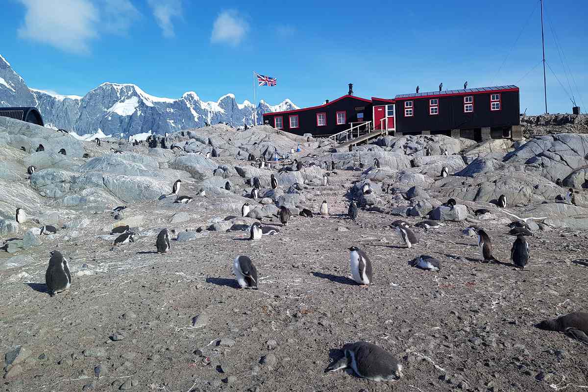 Penguins outside of Bransfield House in Antarctica
