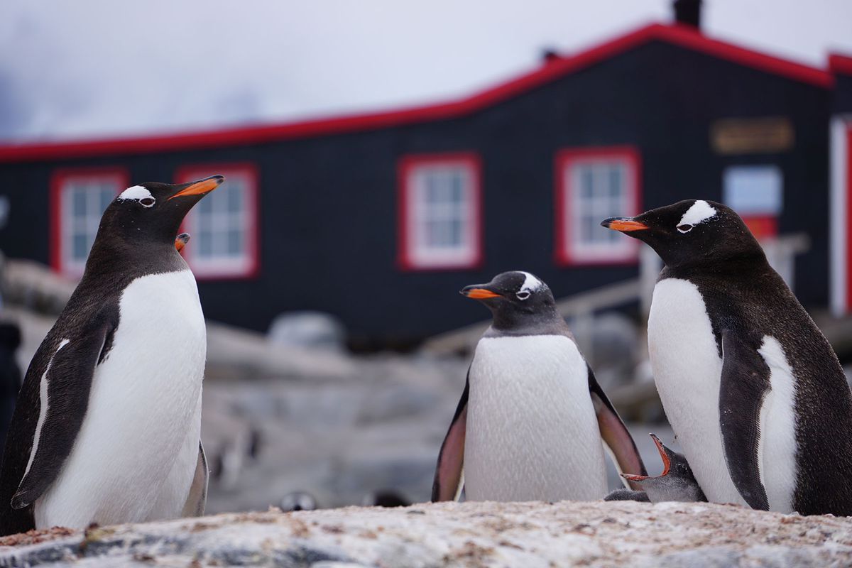 Penguins in front of the post office in Antarctica