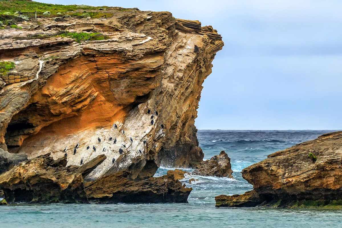 Penguins on the sharp rocks on the Warrnambool, Australian coast of the Pacific ocean