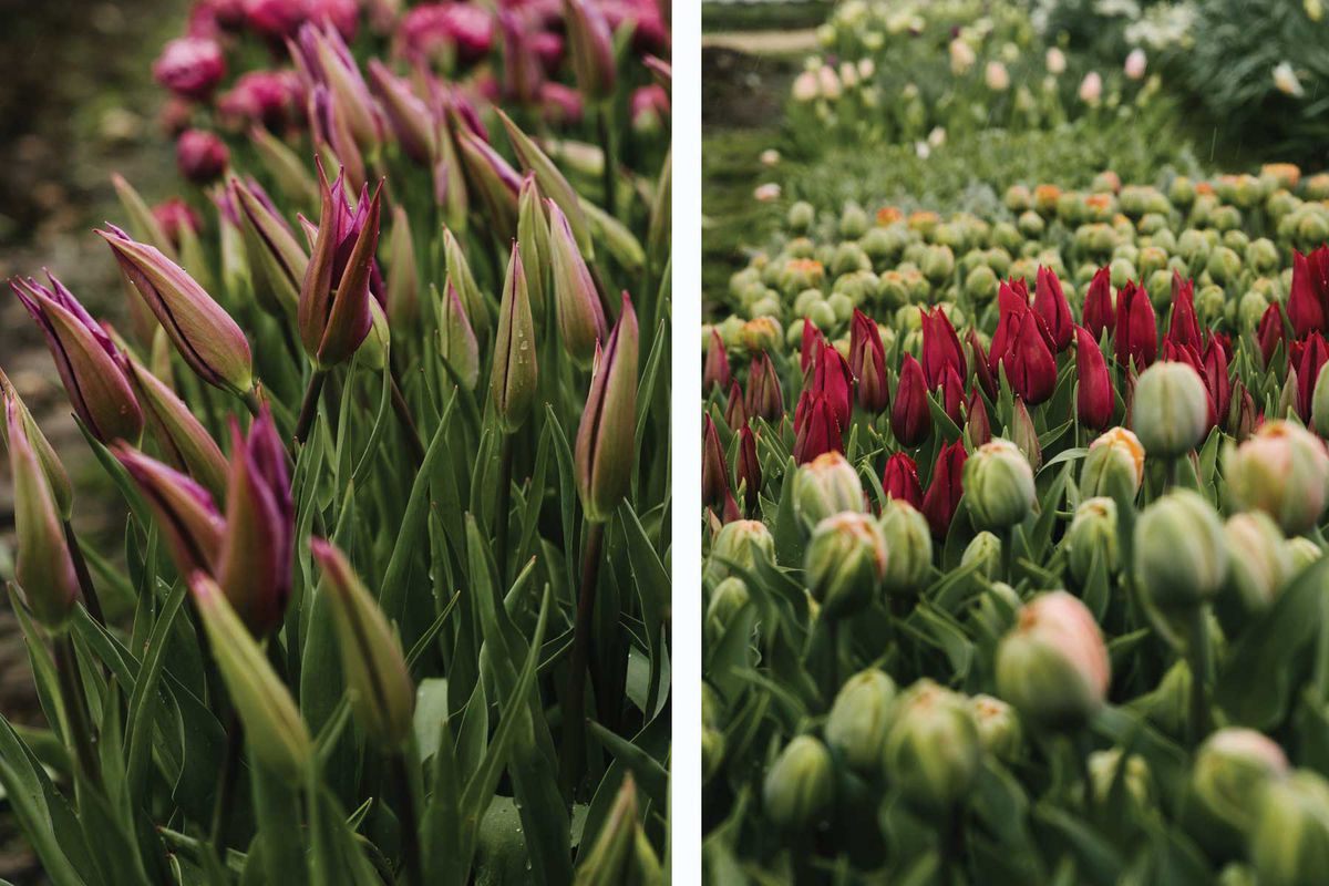 Tulips in bloom at Heckfield Place in the UK