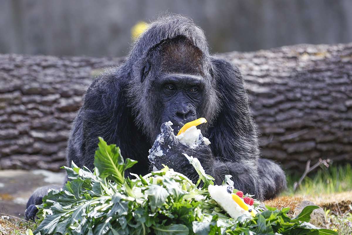 Gorilla Fatou residing at Berlin Zoo celebrates her 65th birthday with a birthday cake made of fruits in Berlin, Germany