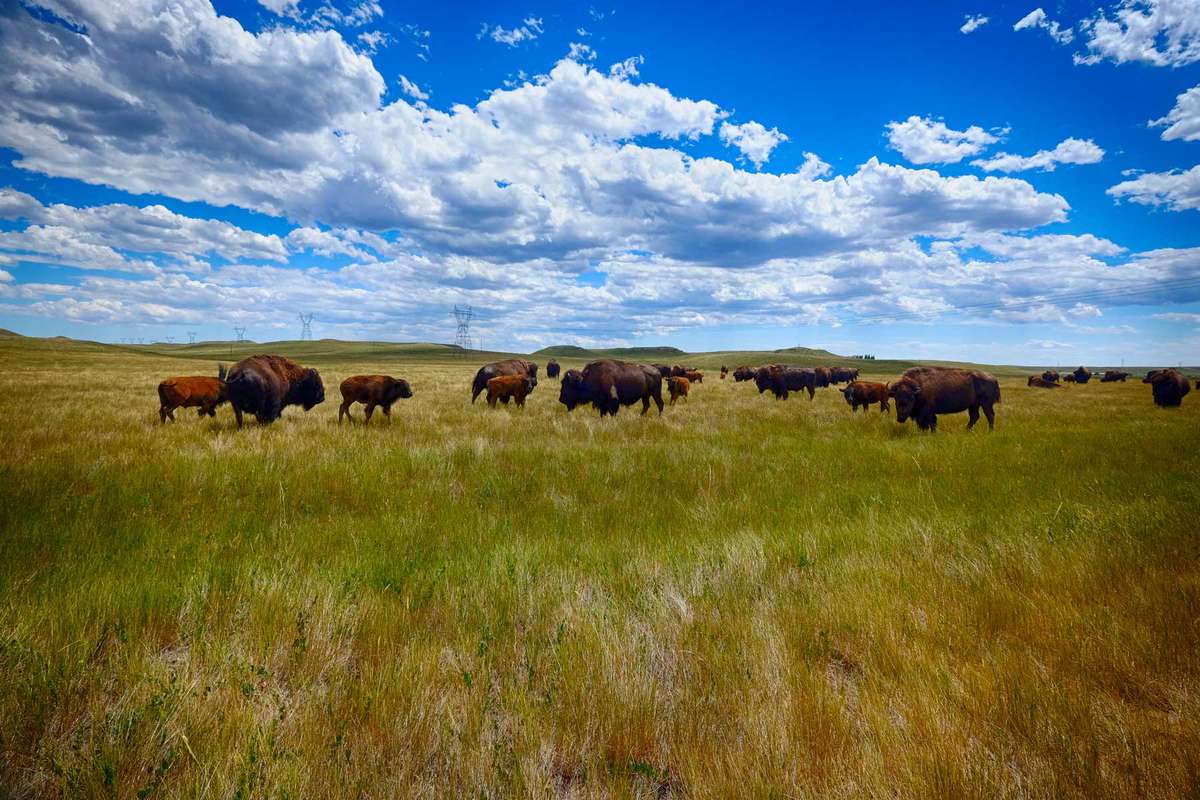 Buffalo on the Prarie in Wyoming