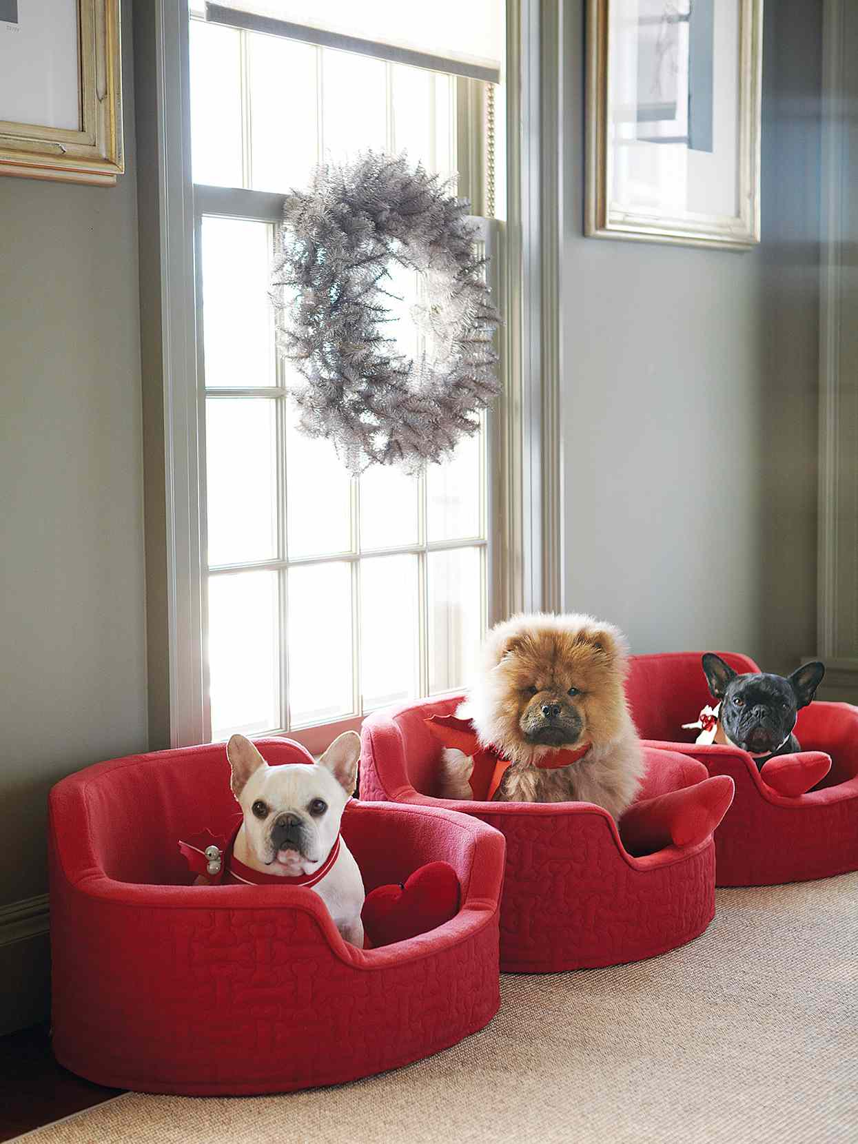 Martha's dogs on red chairs near window with wreath