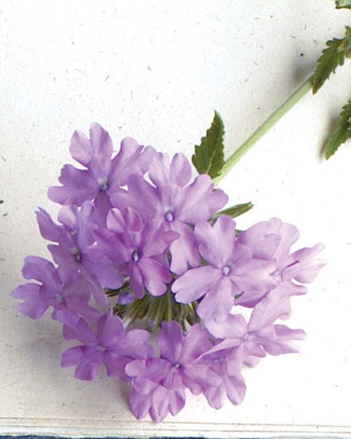 Superbena Large Lilac Blue