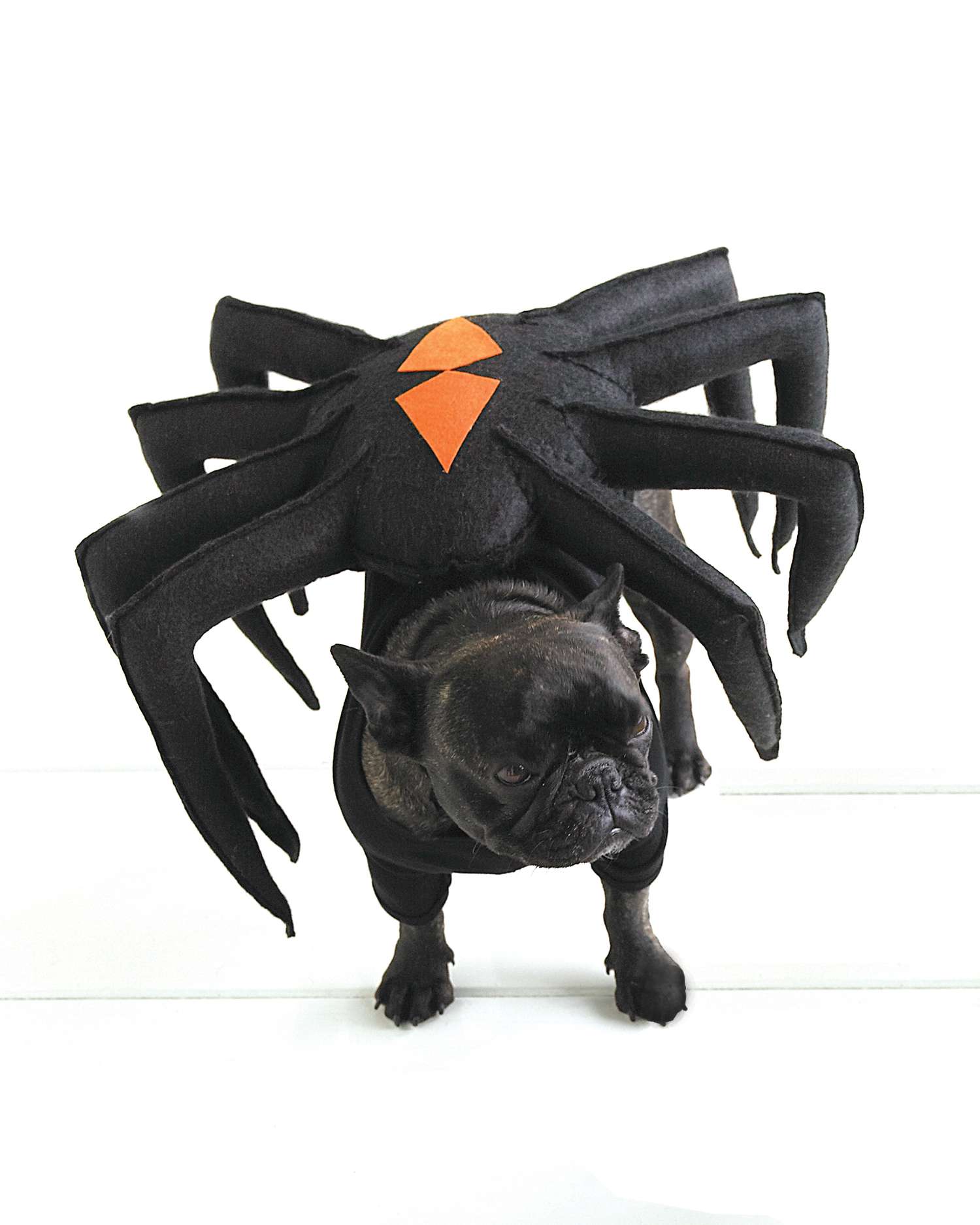 Spider-Dog Pet Costume