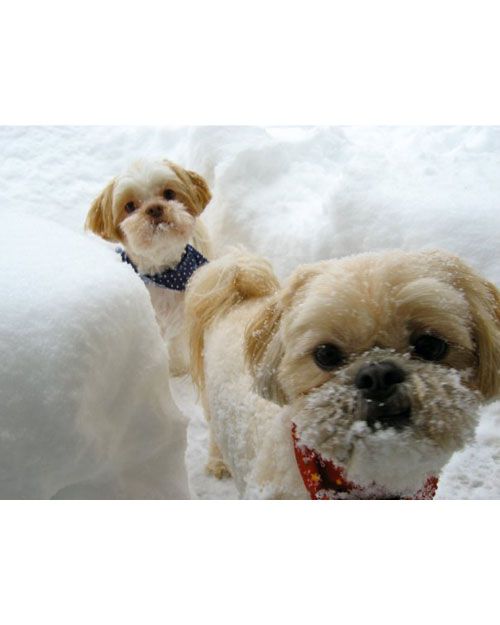 The Snow Pups