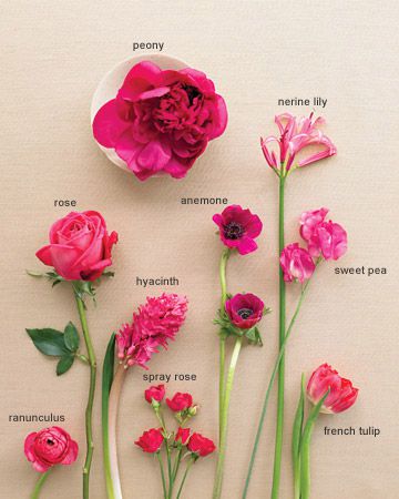 Fuchsia Flower Glossary