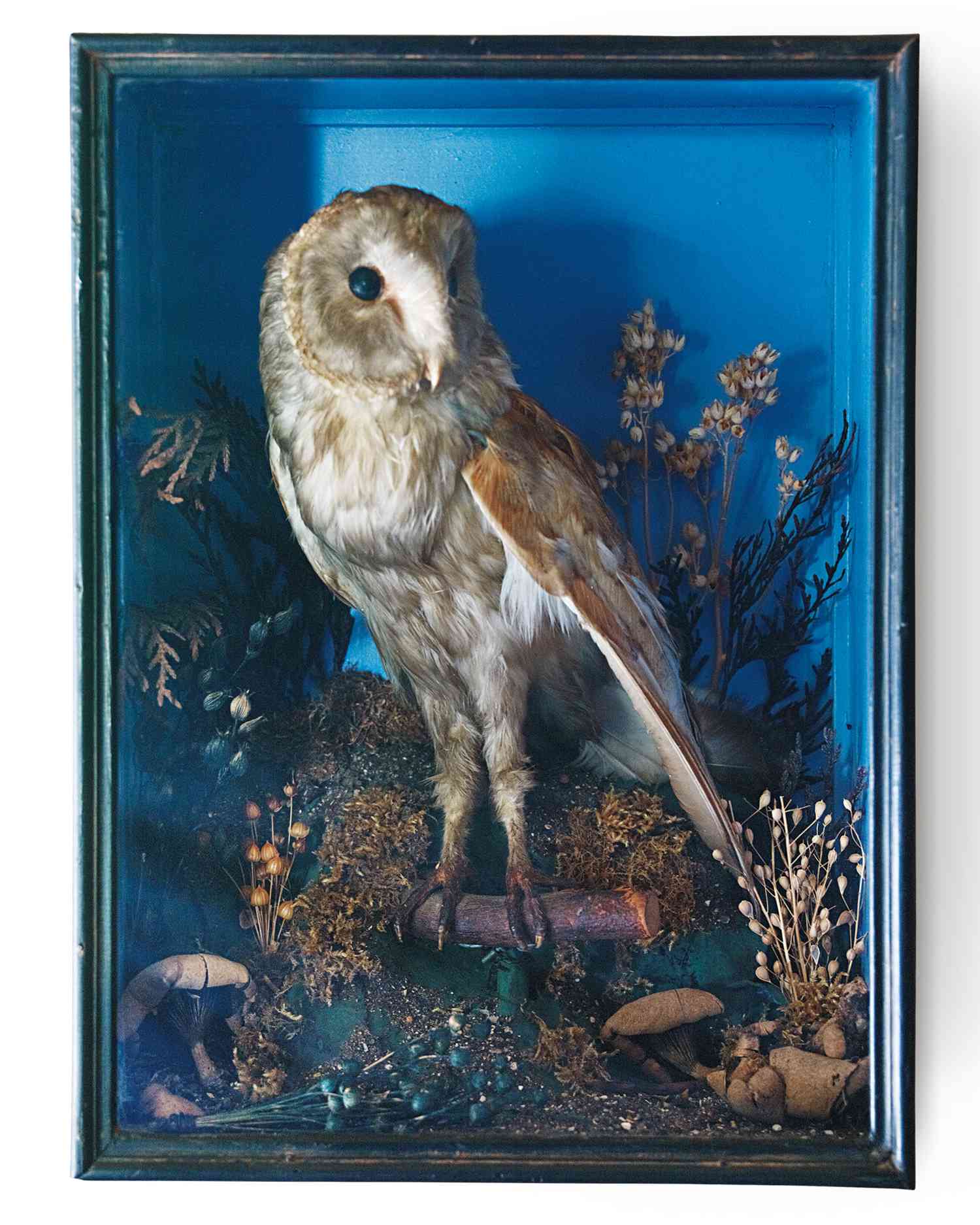 owl-taxidermy-1011mld106418.jpg