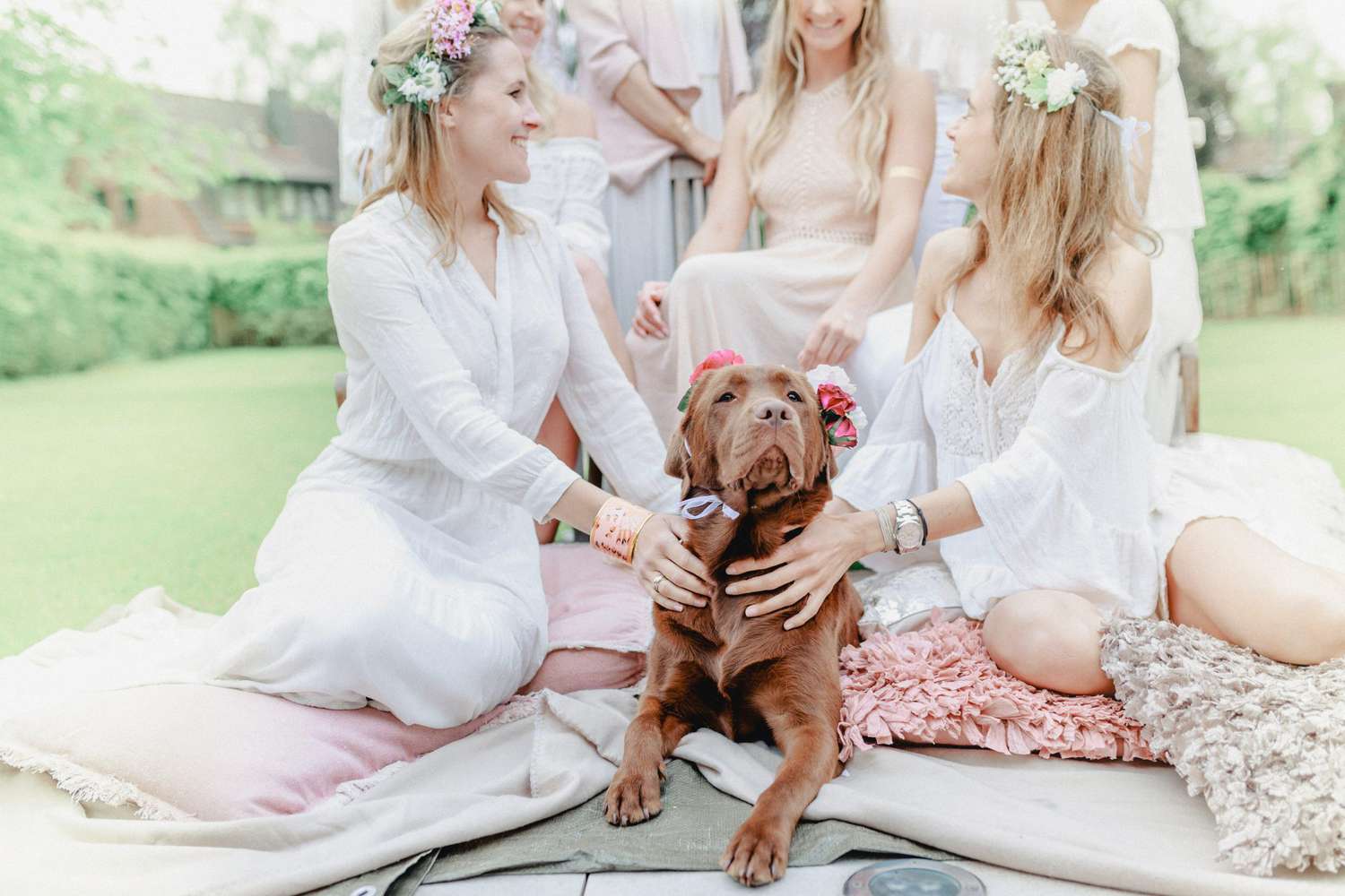 dog wedding bridesmaids chocolate labrador retriever flower drown