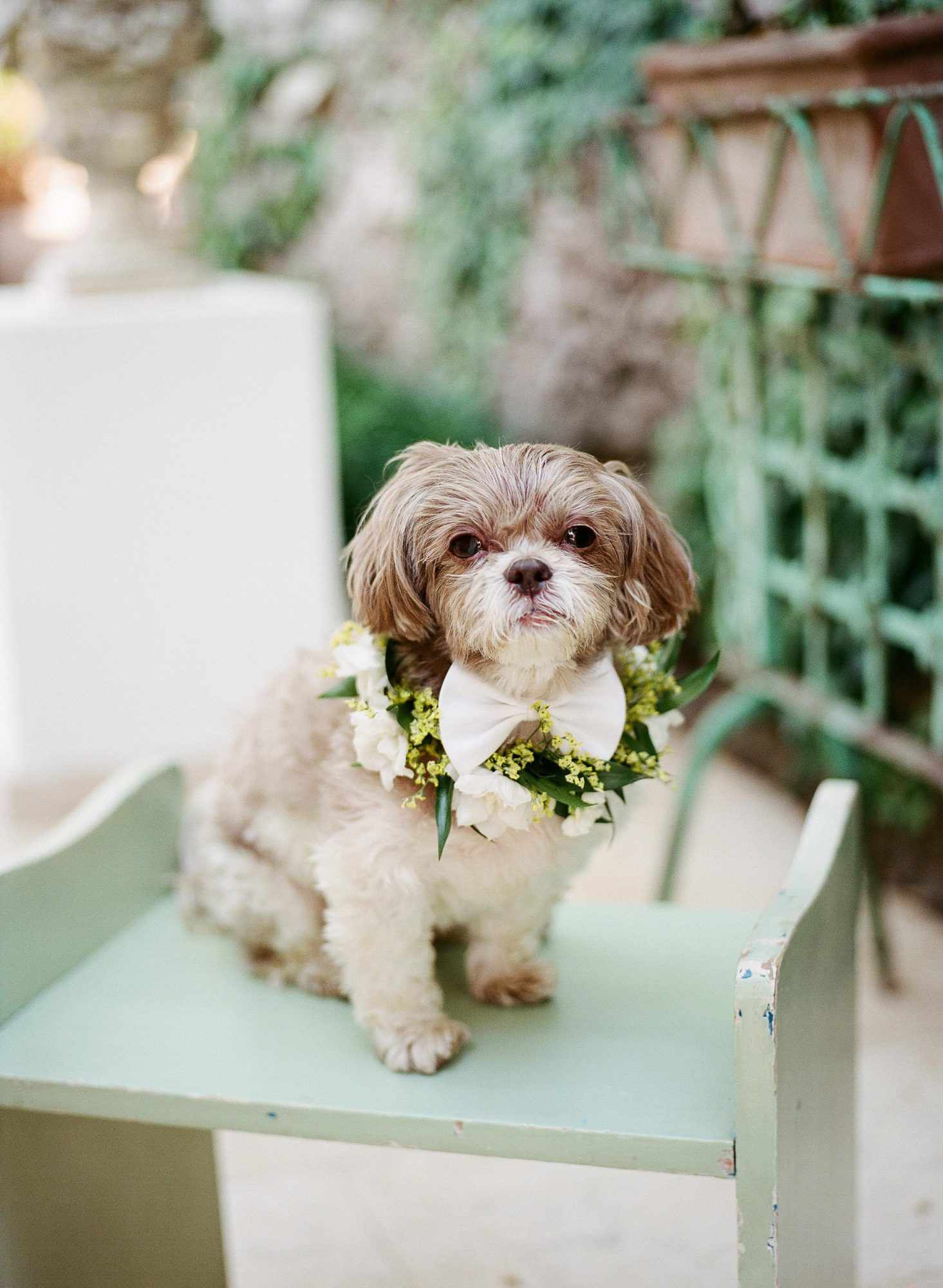 wedding dog flowers