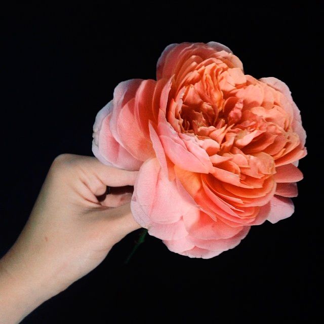 instagram-florists-amyosabaevents-0814.jpg