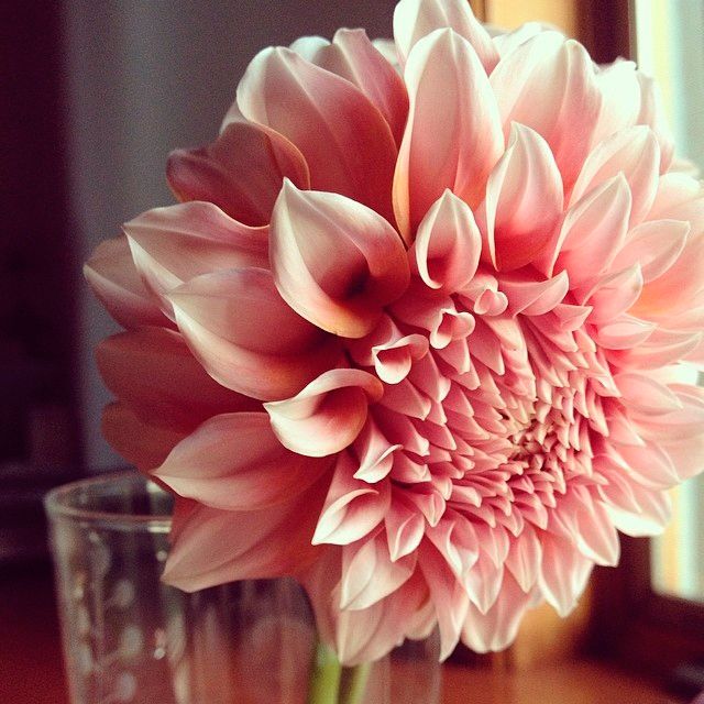 instagram-florists-ariellachezardesign-0814.jpg