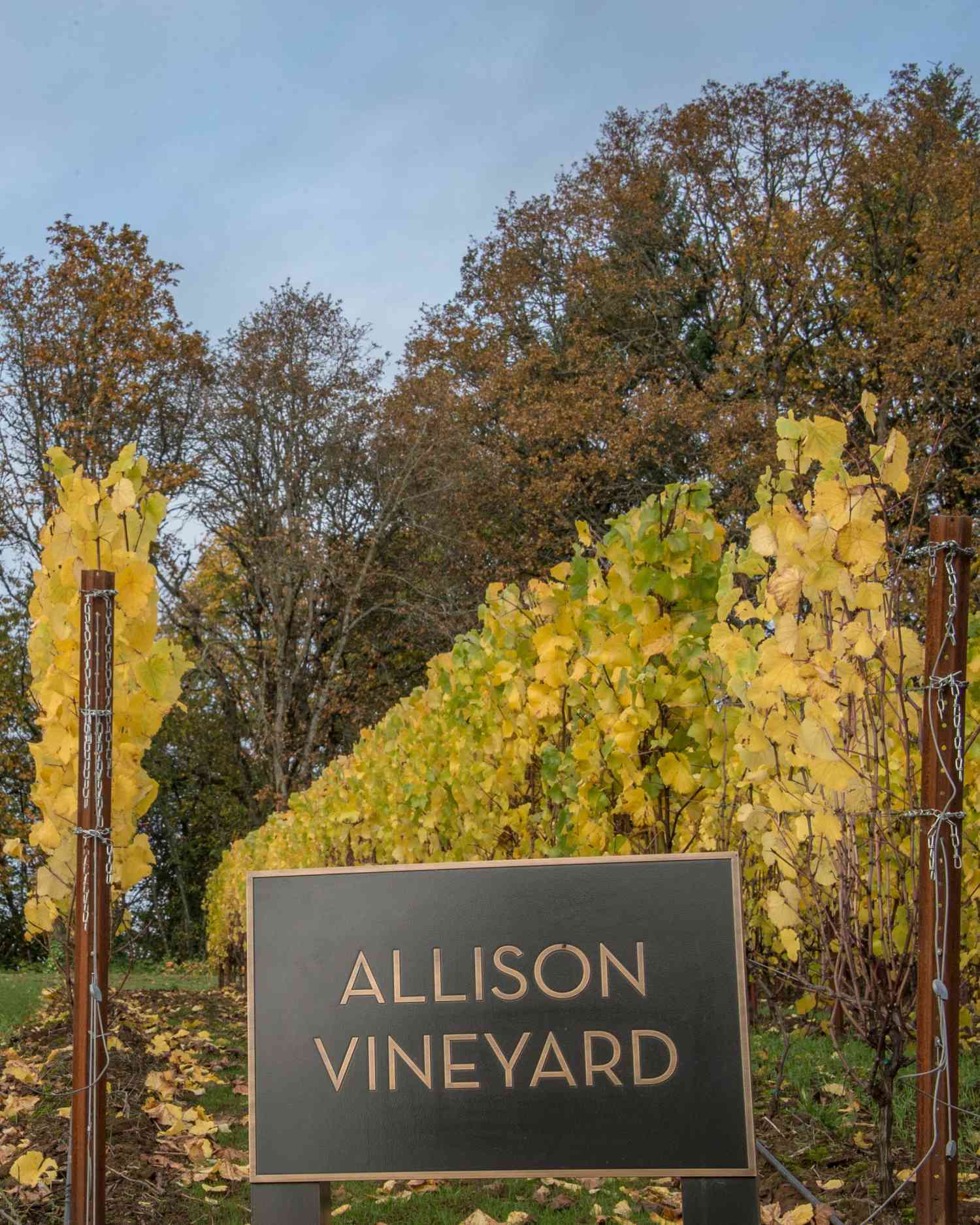allison-inn-vineyard-1114.jpg
