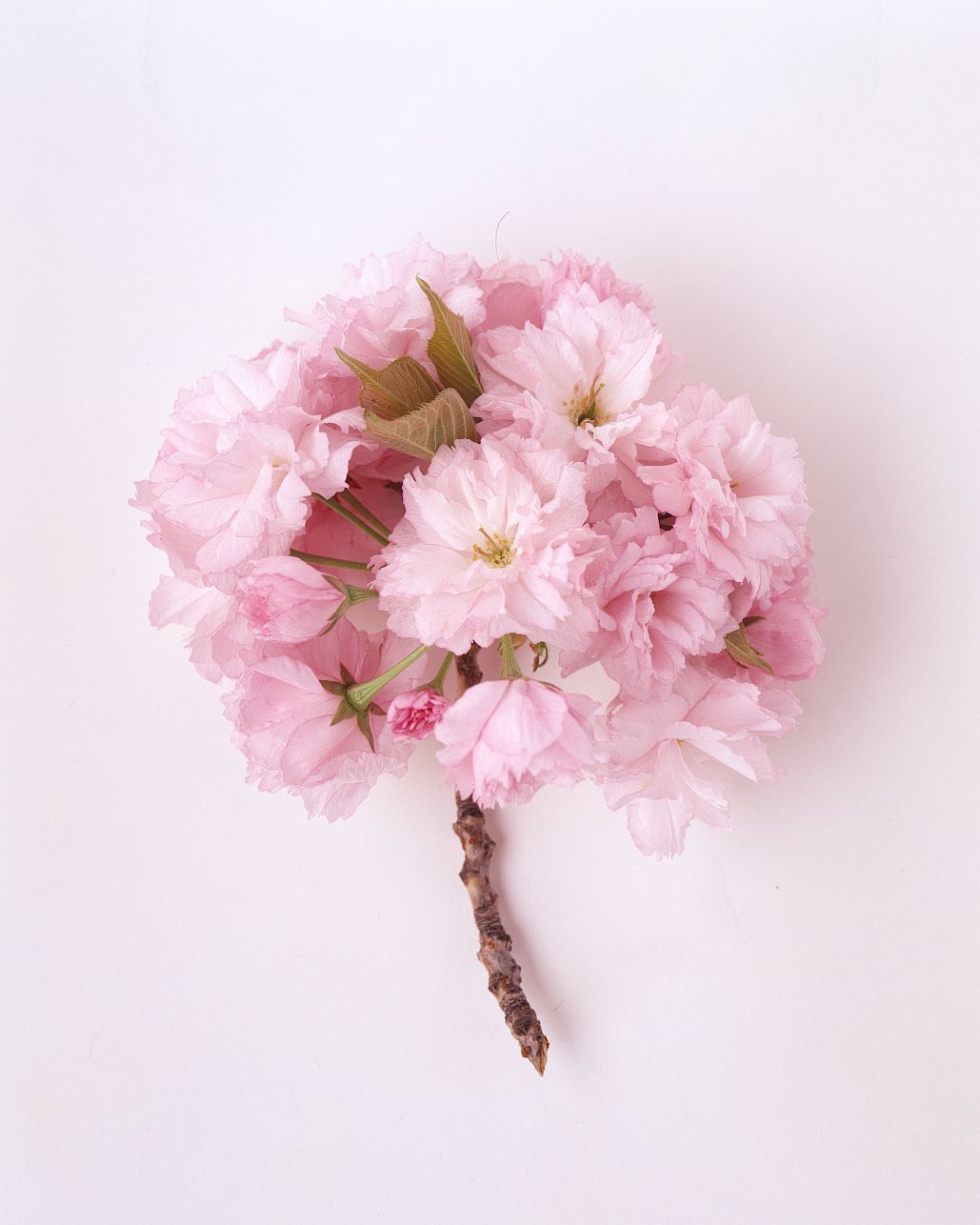 flower-glossary-cherry-blossom-a98432-0415.jpg