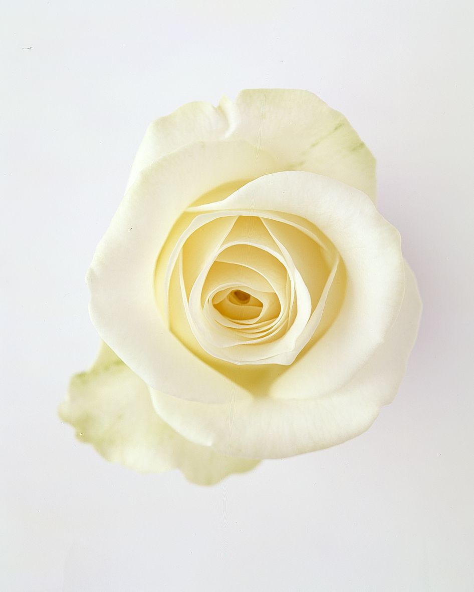 flower-glossary-rose-akito-white-a98432-0415.jpg