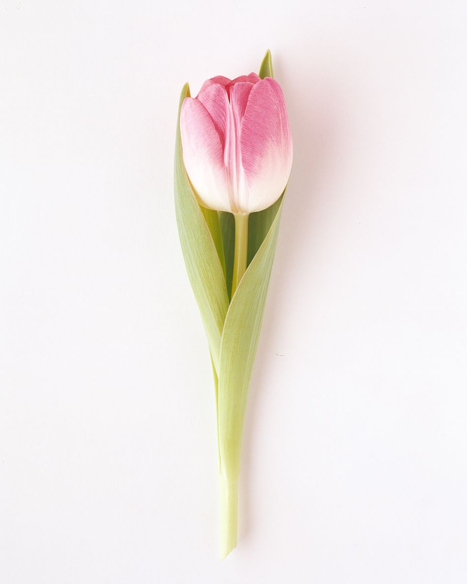 flower-glossary-tulip-rosario-pink-a98432-0415.jpg