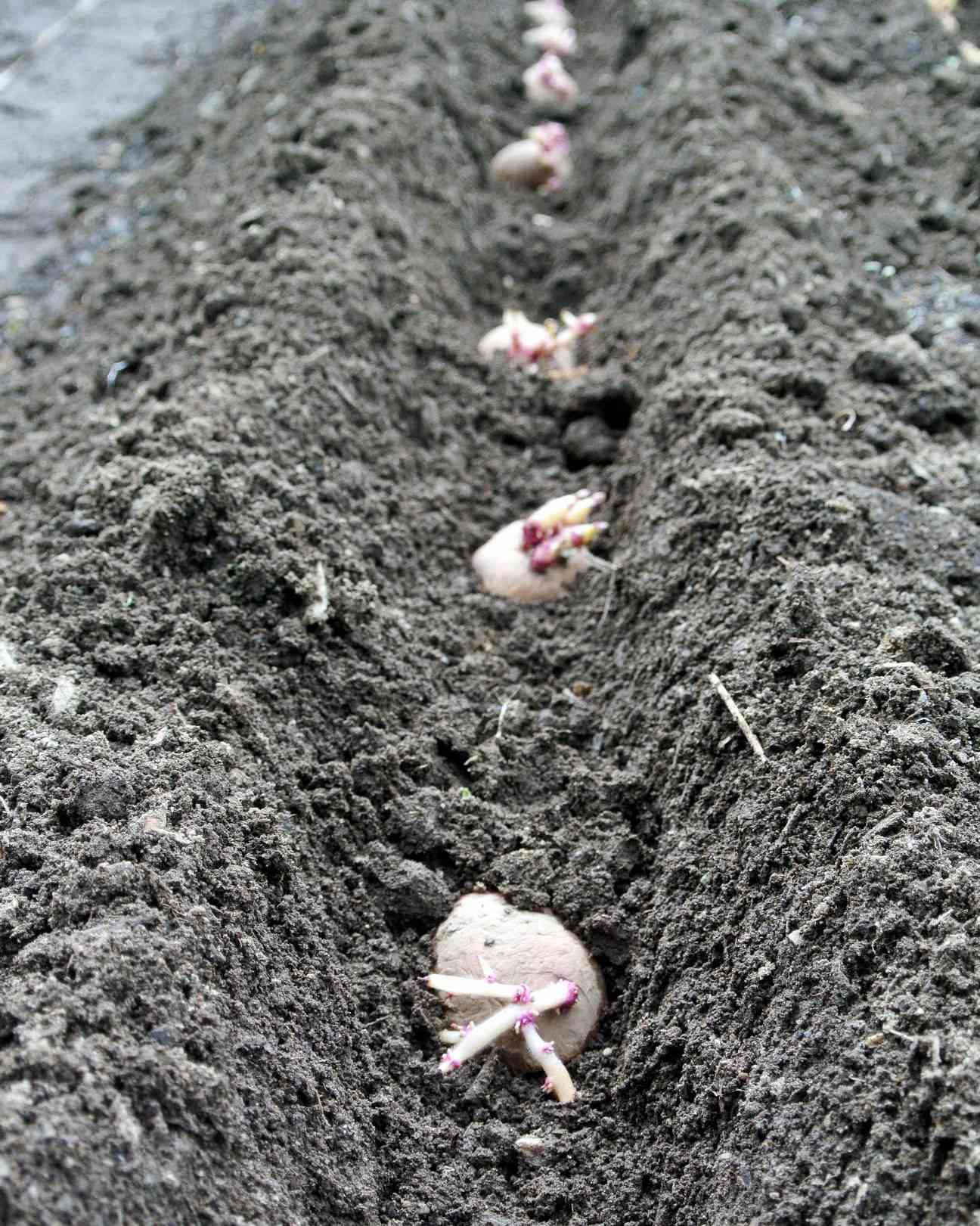 planting-potatoes-19.jpg