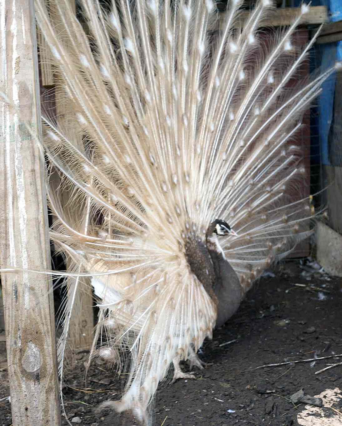 peafowl-peacock-13.jpg