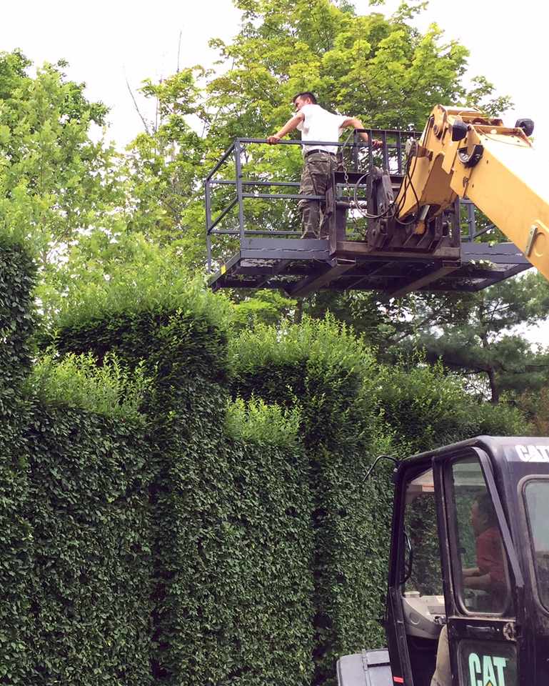 pruning-hornbeam-hedges-21.jpg