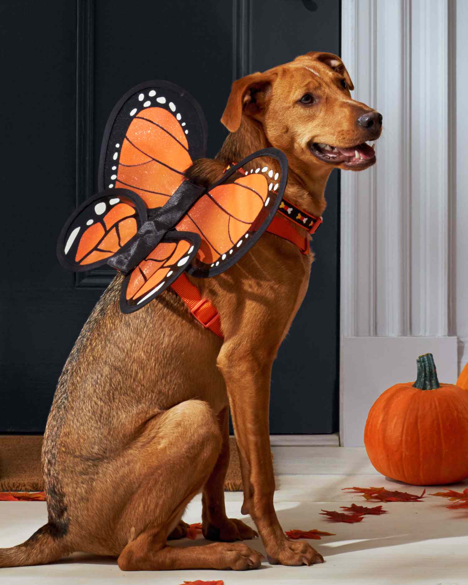 mspets-dog-halloween-butterflyharness-d112236-mrkt-0915.jpg
