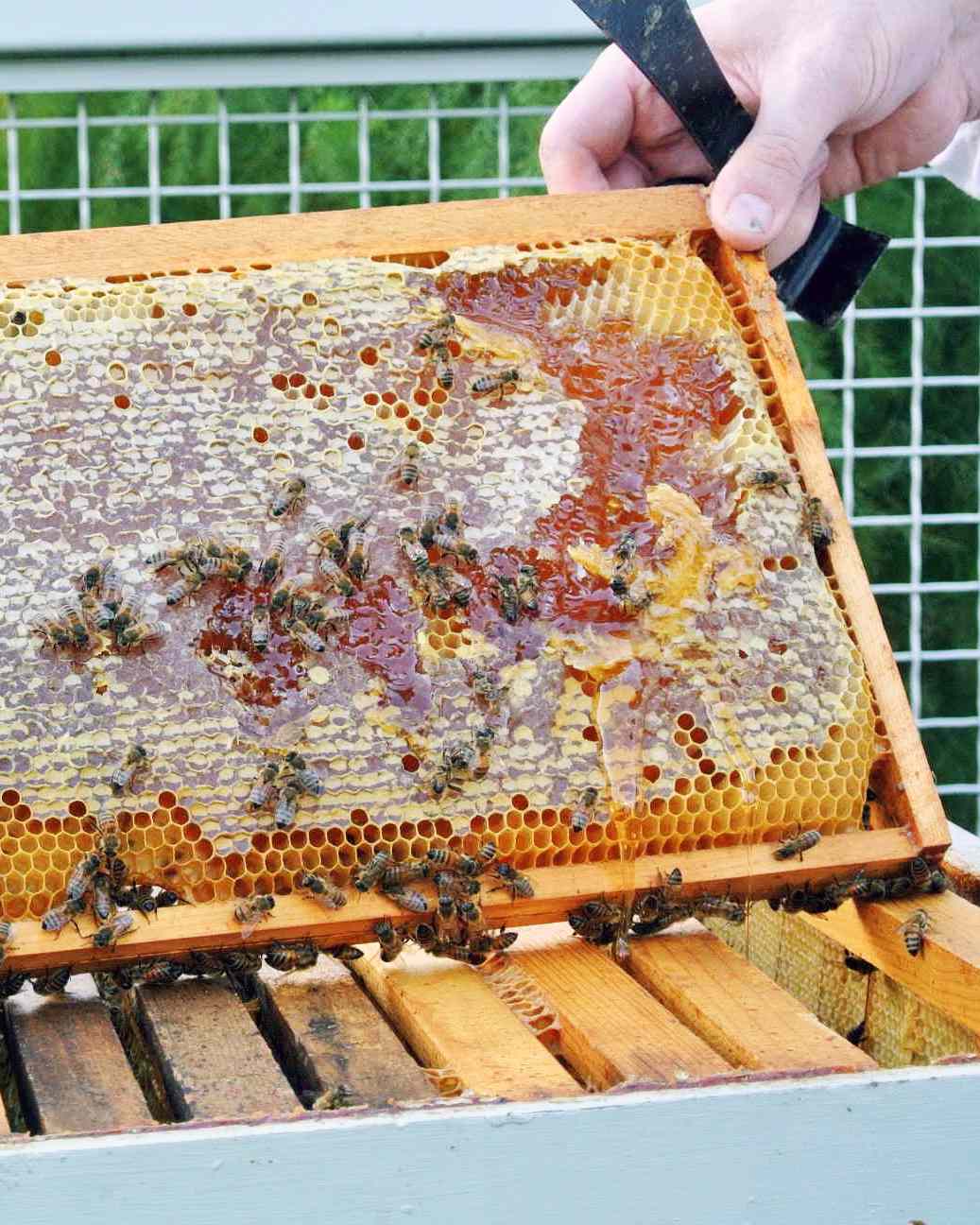 checking-honey-bees.jpg