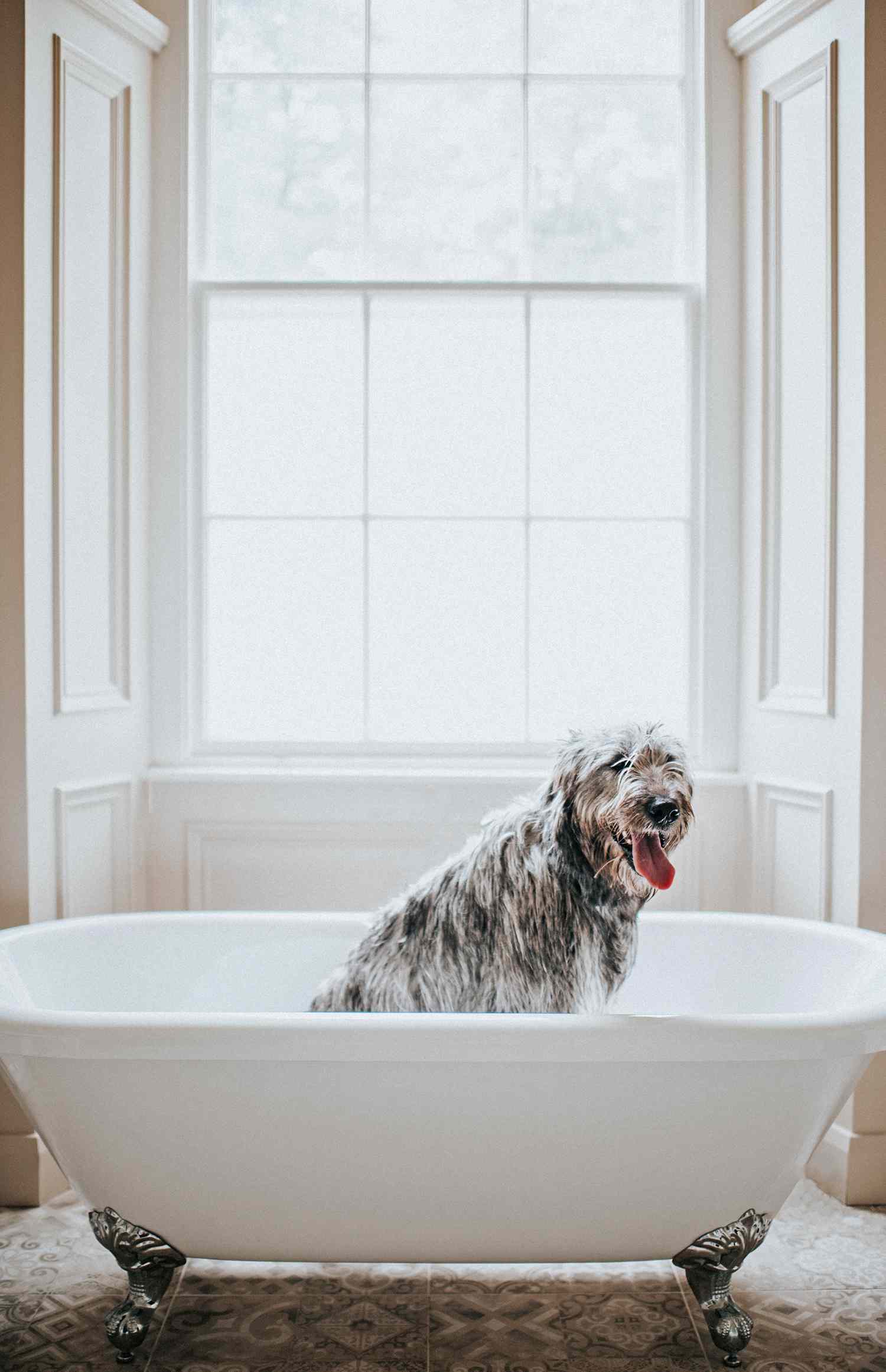 irish wolfhound dog in bath tub