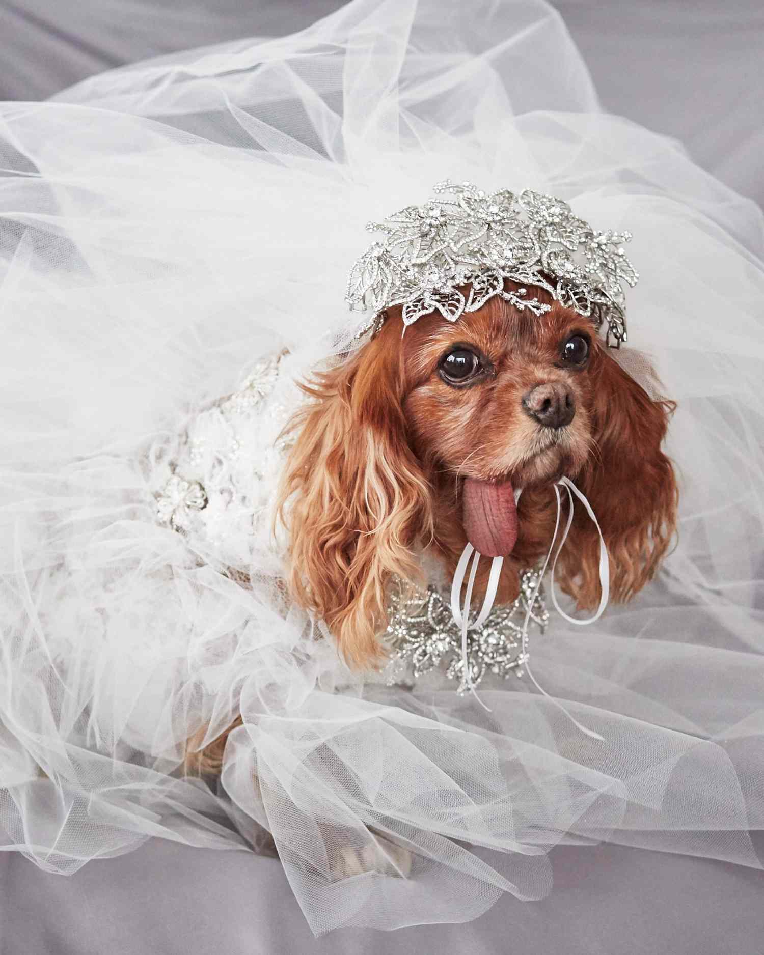 toast-dog-wedding-dress-fitting-portrait-0116.jpg