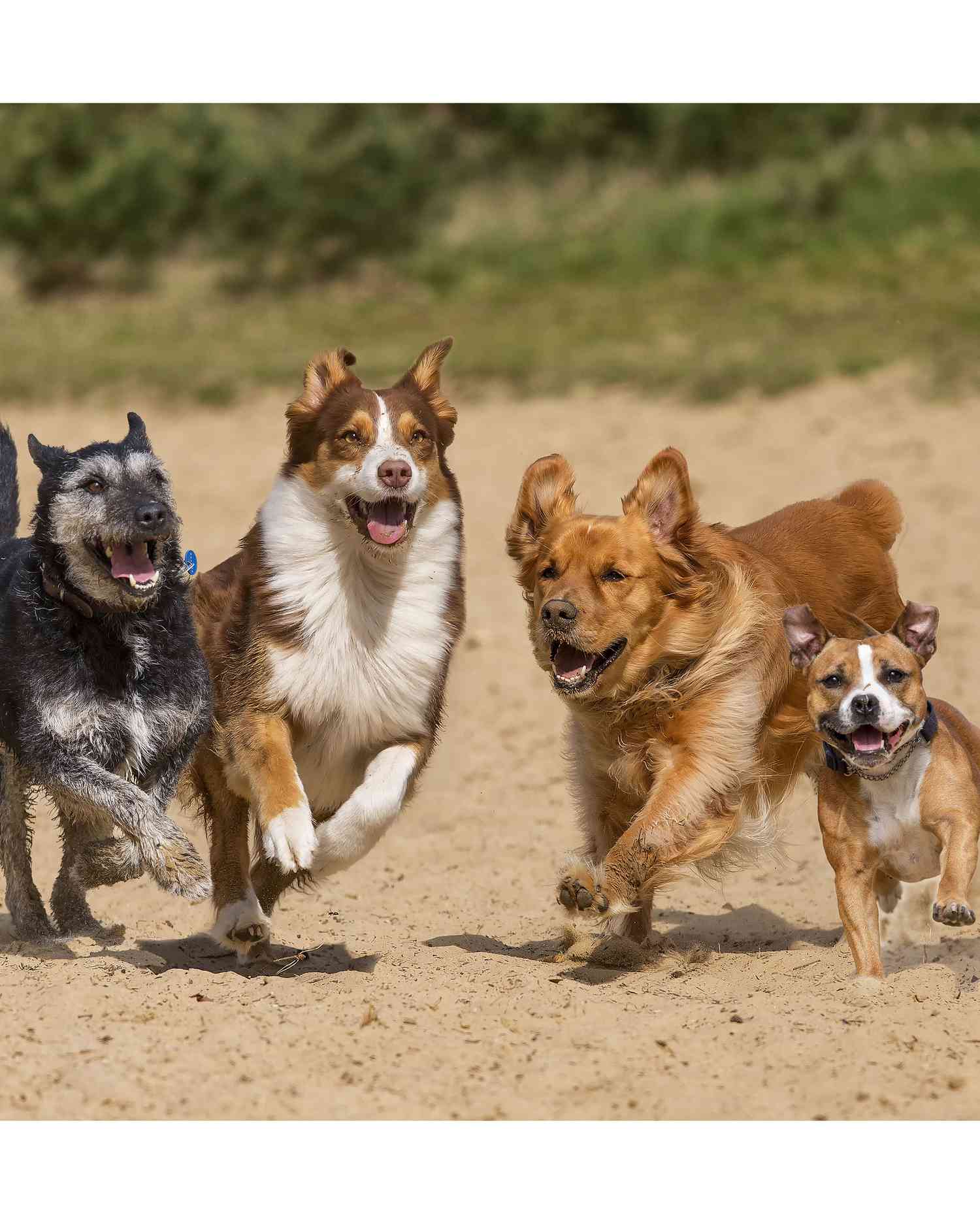 dogs-running-at-dog-park.jpg